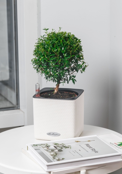 Мирт в CUBE COLOR 14 Мирт в CUBE COLOR 14