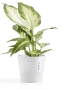 Ecopots Amsterdam Mini 10,5