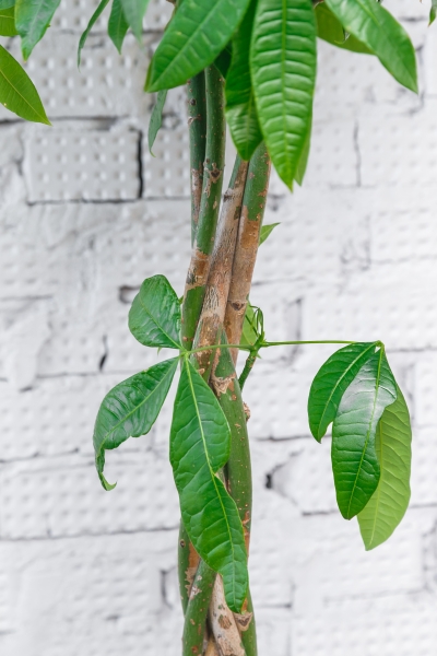 Пахира Акватика 27/150 см в CLASSICO LS 35