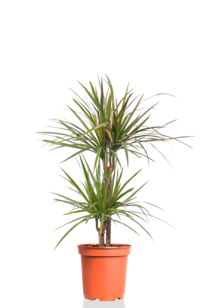 Драцена Маргината 2 ствола 17/70 см