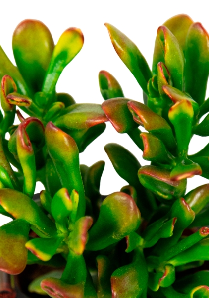 Крассула микс в PURO 20