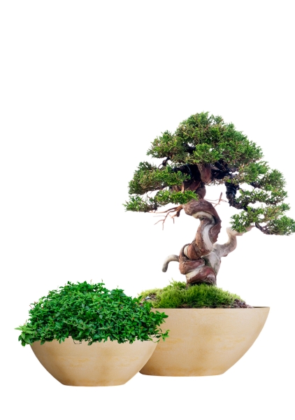 Кашпо CONCRETIKA BONSAY LEMON CLAY