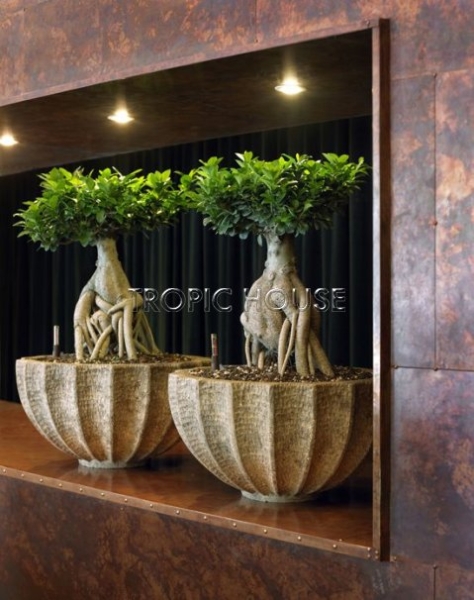 Фикус Бонсай в керамике 21/45 см Фикус Бонсай в керамике 21/45 см