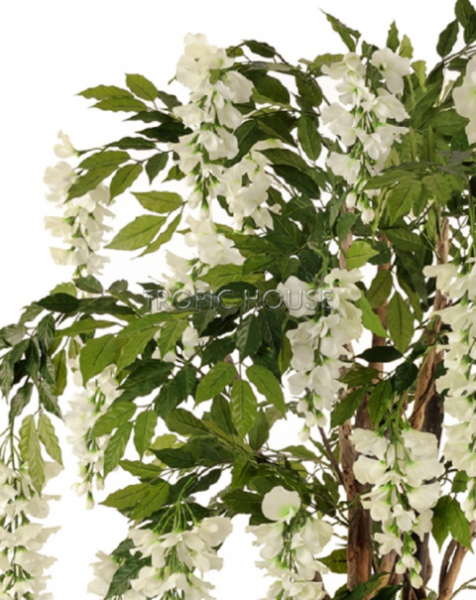 Вистерия лиана белая