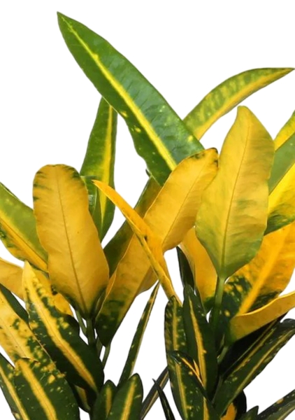 Кротон Санни в CUBE GLOSSY 14 Кротон Санни в CUBE GLOSSY 14