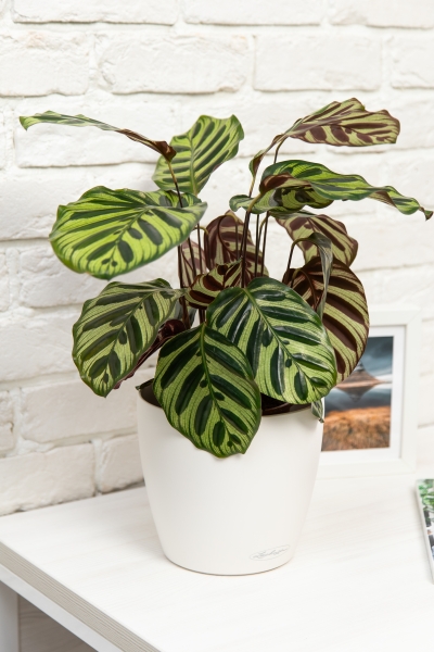 Калатея Макояна 14/45 см в CLASSICO 18 Калатея Макояна 14/45 см в CLASSICO 18