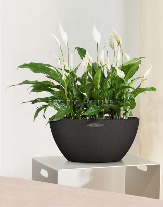 Кашпо LECHUZA CUBETO Stone 40х18 см