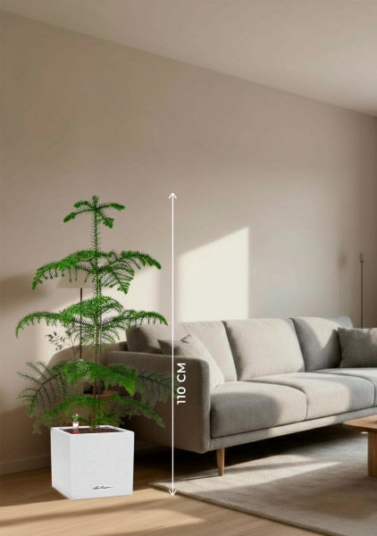 Араукария гетерофилла 24/110 в CANTO STONE LOW 30