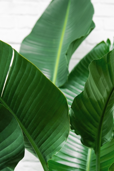 Стрелиция Николай 27/170 см в CANTO STONE HIGH 40