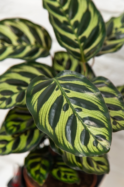 Калатея Макояна в PURO 20 Калатея Макояна в PURO 20