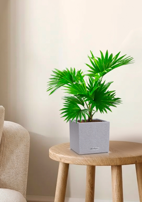 Ливистона в CANTO STONE 14