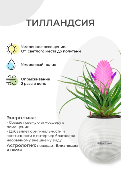 Тилландсия Анита в PURO 20