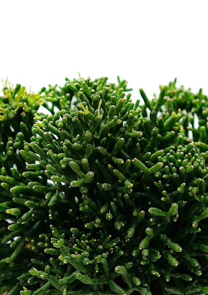 Рипсалис Хатиора 12/20 см