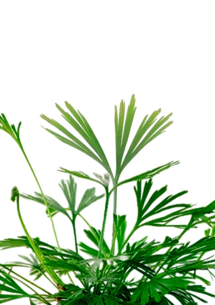 Актиниоптерис Австралийский 5/10 см в MINI CUBI Актиниоптерис Австралийский 5/10 см в MINI CUBI