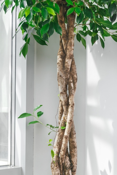 Фикус Бенджамина в CLASSICO LS 50 Фикус Бенджамина в CLASSICO LS 50