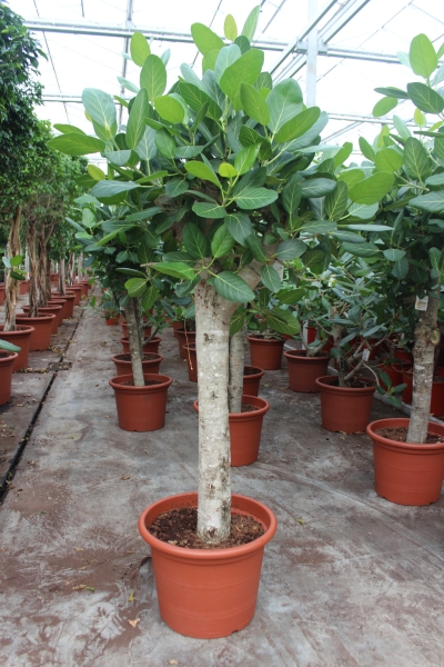 Фикус Бенгальский на штамбе 50/200 см