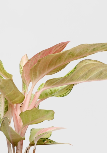 Аглаонема Шартрез Прити "Chartreuse Pretty" 12/30 см в CUBE COLOR 14