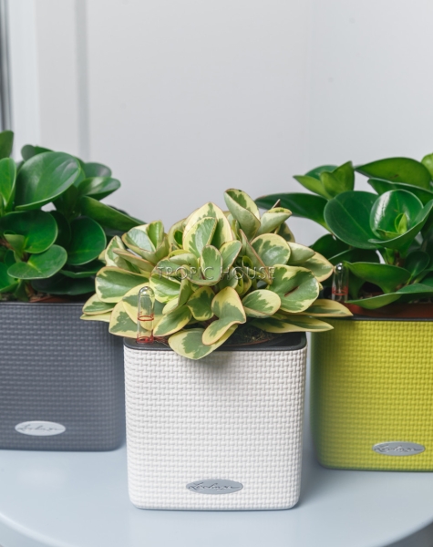 Набор "Пеперомия" в CUBE 14 Набор "Пеперомия" в CUBE 14