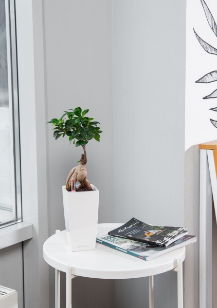 Бонсай в MINI CUBI 9 Бонсай в MINI CUBI 9