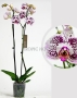 Орхидея Фаленопсис розовая пятнистая 12/60 см