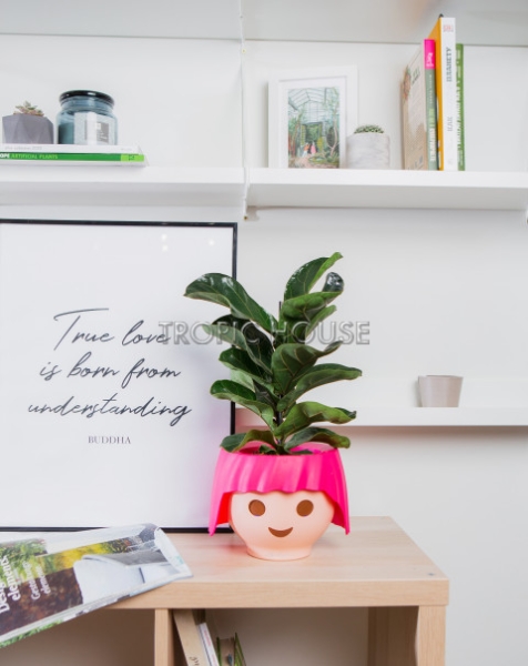 Фикус Лирата Бамбино 12/40 см в OJO