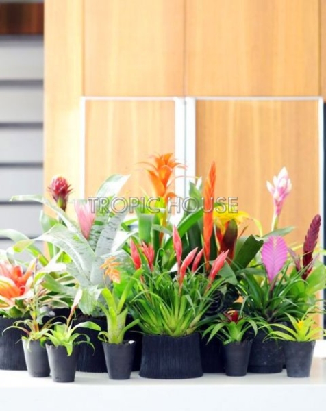 Вриезия Карли оранжевая 12/45 см