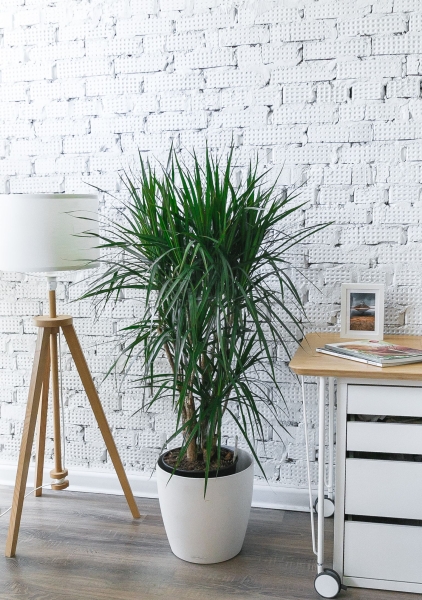 Драцена Маргината бранч 27/120 см