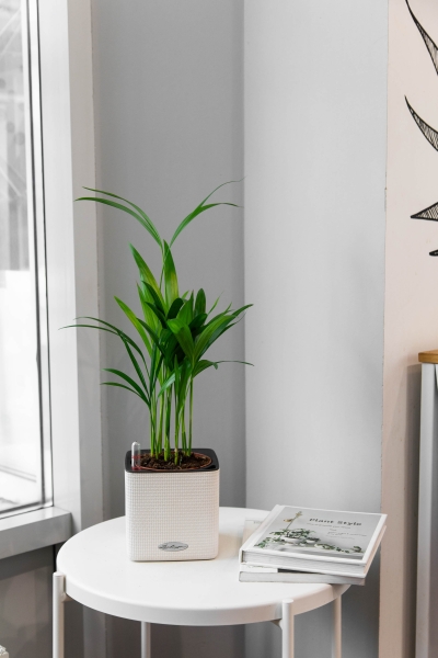 Хризалидокарпус в CUBE COLOR 14 Хризалидокарпус в CUBE COLOR 14