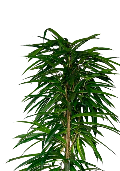 Фикус Али пирамида 24/120 см в QUADRO LS 35