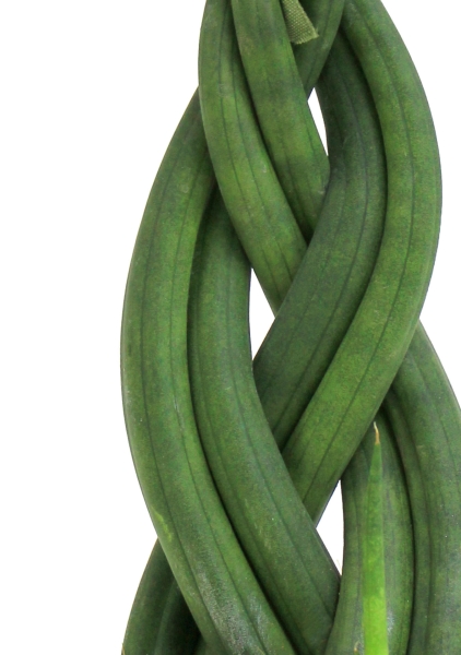 Набор из 3-х мини сансевиерий 10/25 см