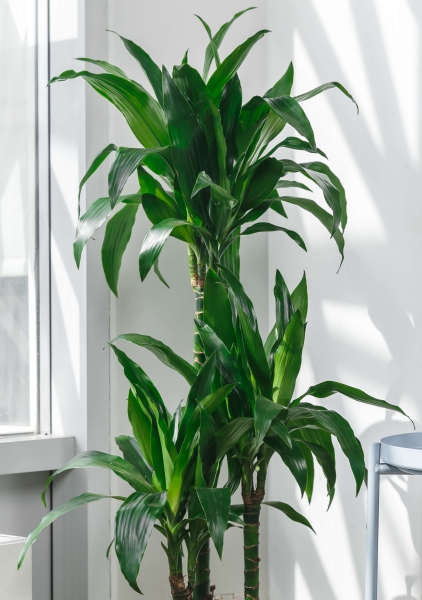 Драцена Джанет Крейг 3 ствола 21/110 см в LAMELA Finezja 30x30