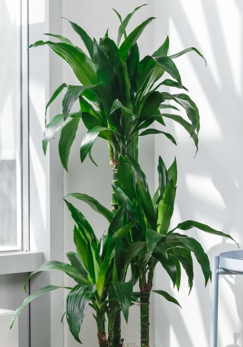 Драцена Джанет Крейг 3 ствола 21/110 см в LAMELA Finezja 30x30