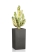 Эуфорбия Ингенс в CANTO STONE HIGH 40