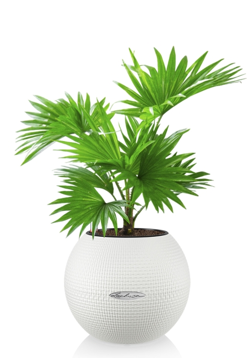 Ливистона PURO 20, белый