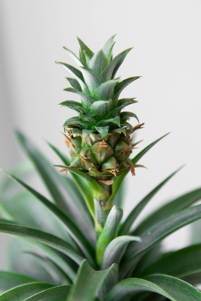 Ананас в CUBE GLOSSY 14