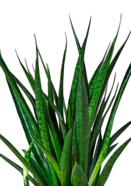 Сансевиерия Кирки 12/37 см в CUBE COLOR 14