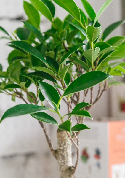 Бонсай Фикус Ретуза 15/25 см Бонсай Фикус Ретуза 15/25 см