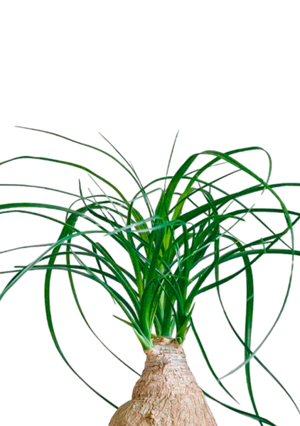 Нолина на стволе 12/35 в CUBE GLOSSY 14