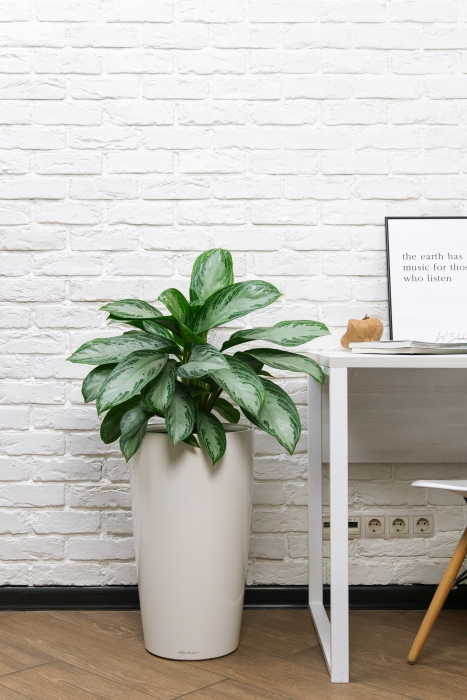 Аглаонема Сильвер Бей в RONDO 32