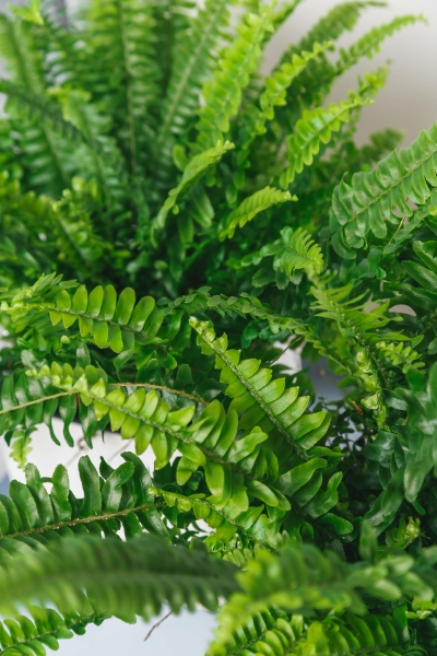 Папоротник Нефролепис Грин Леди 12/30 см в LAMELA MAGNOLIA fi 135