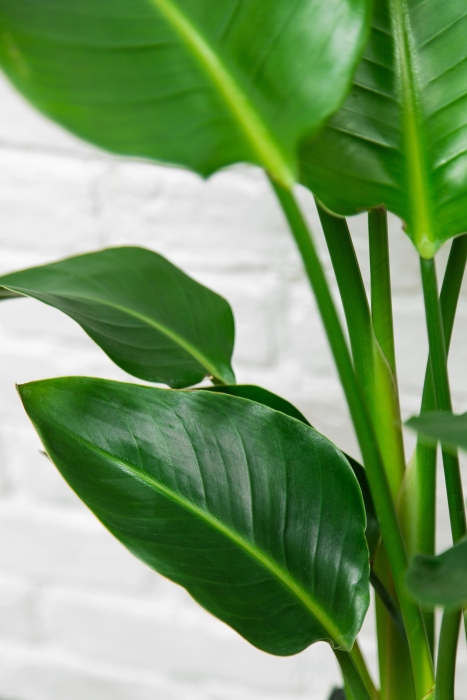 Стрелиция Николай 17/60 см