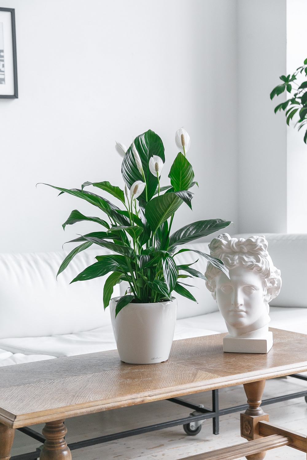 СОЗДАНИЕ ПРОЕКТА ФИТОДИЗАЙНА