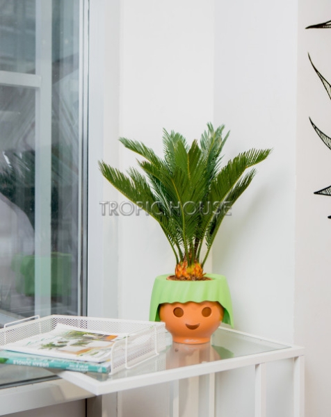 Цикас в OJO Цикас в OJO