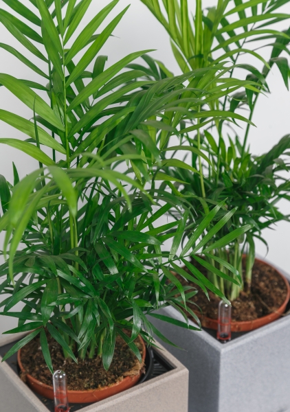 Хамедорея Элеганс 12/45 см Хамедорея Элеганс 12/45 см