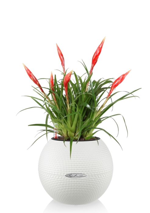 Вриезия Астрид PURO 20/40 см, белый