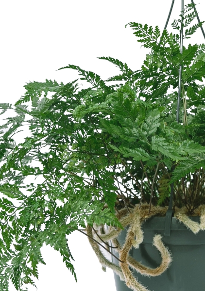 Папоротник Даваллия 18/40 см Папоротник Даваллия 18/40 см