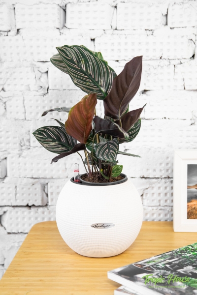 Калатея Сандериана в PURO 20