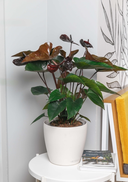 Антуриум Андре шоколадный 17/55 см в CLASSICO LS 28 Антуриум Андре шоколадный 17/55 см в CLASSICO LS 28