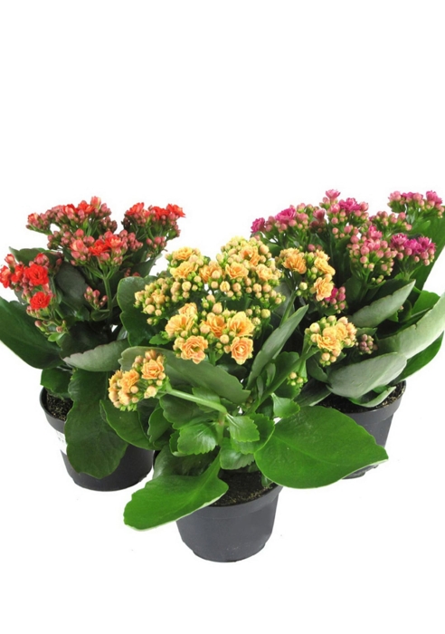 Каланхоэ микс 12/30 см