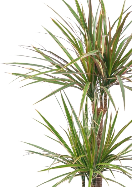 Драцена Маргината 2 ствола 17/70 см